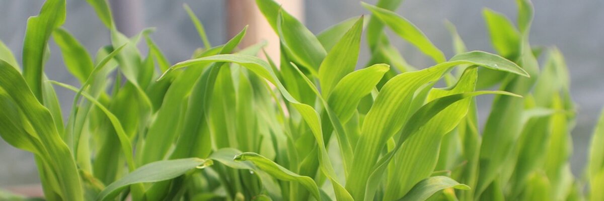 IBC Tank: Was ist Aquaponik? - 